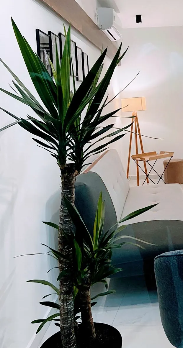 A tall plant in the bright waiting room